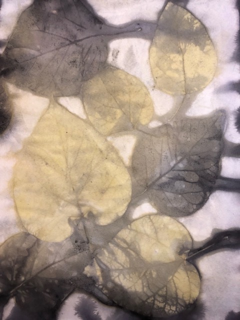 catalpa leaf eco prints