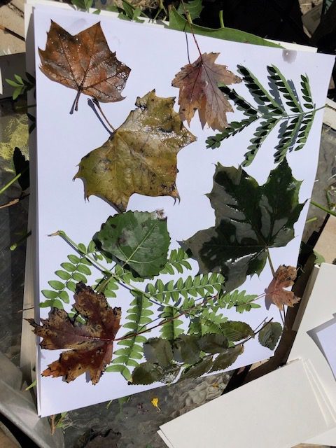 leaves both fresh and dried for eco printing