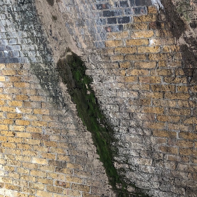 aged brick with algae showing texture