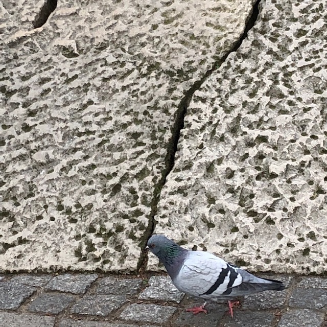 pidgeon against cracked concrete
