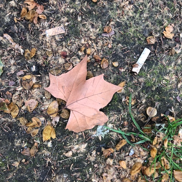 leaf and cigarette as example of artistic observation