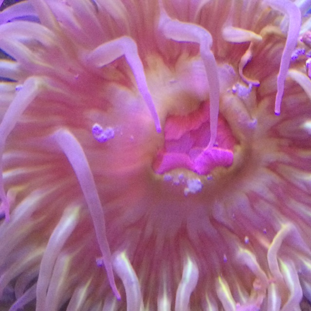 Bright pink sea anemone showing composition and color