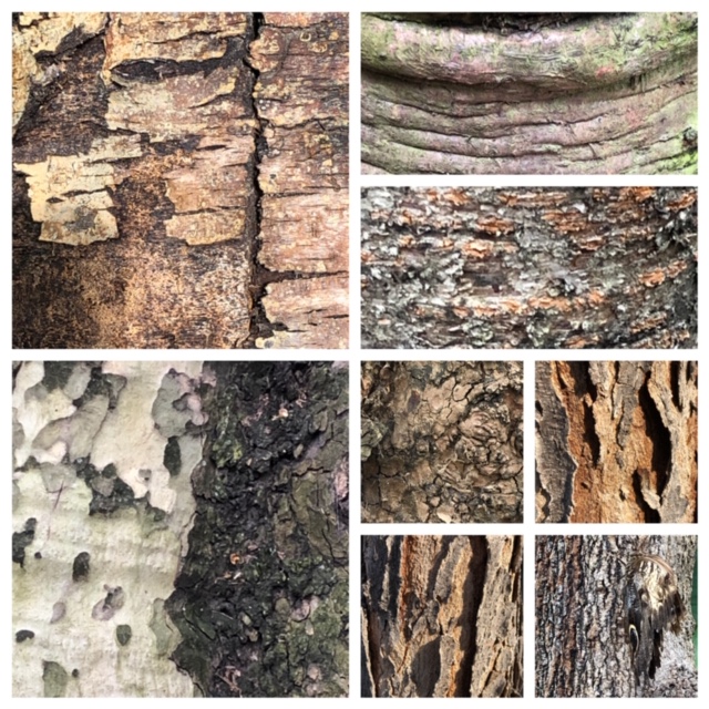 examples of texture illustrated with tree bark