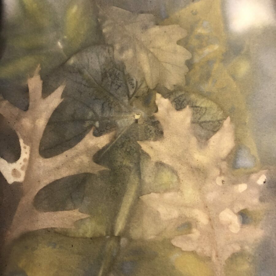 natural dye on paper